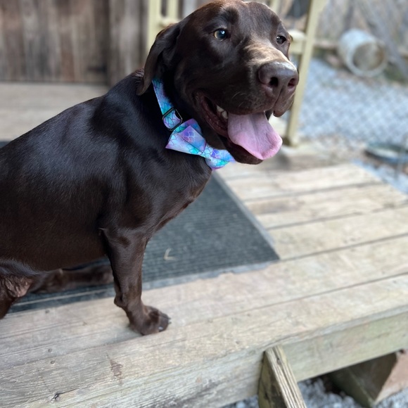 Meet your Posher, Jeanette - Picture 2 of 4